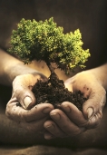 Tree in hands.email.jpg
